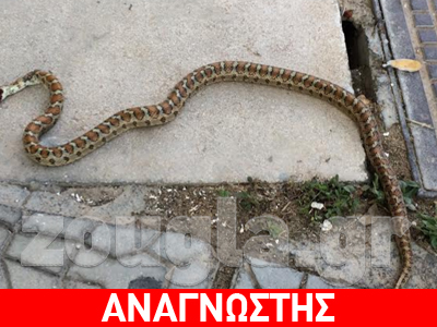 Φίδι σουλάτσαρε στην Πειραϊκή
