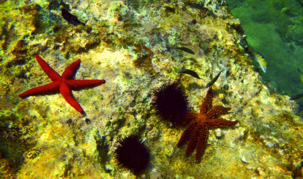 Yποβρύχιες εικόνες