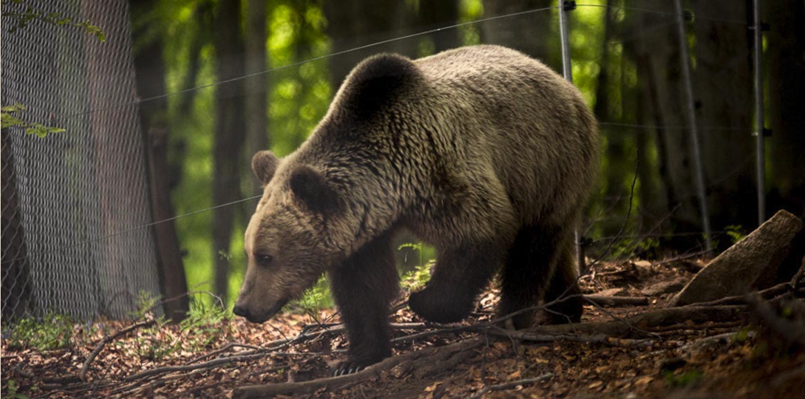 Οι αρκούδες μύρισαν την άνοιξη και ξύπνησαν…