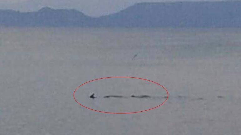 Καρχαριοειδές έκοβε βόλτες σε παραλία της Κορίνθου