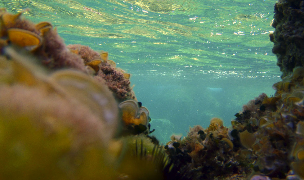 Tα μυστικά του βυθού