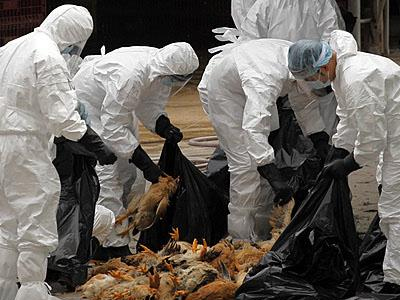 Το δεύτερο θύμα της γρίπης των πτηνών