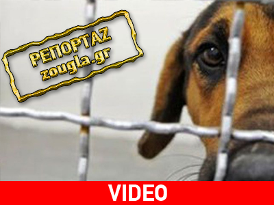 S.O.S. εκπέμπουν οι φιλόζωοι