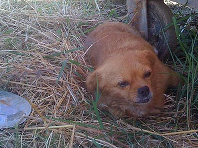 Χανιά: Νέες καταγγελίες για δηλητηριάσεις ζώων