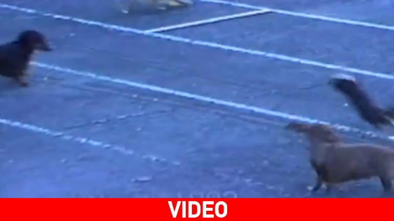 Απίστευτος αγώνας δρόμου για τετράποδα…