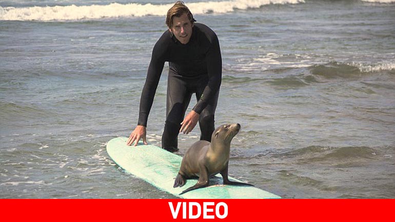 Φώκια κάνει… σερφ!