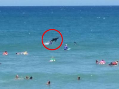 Καρχαρίας έκοβε βόλτες σε παραλία με σέρφερς