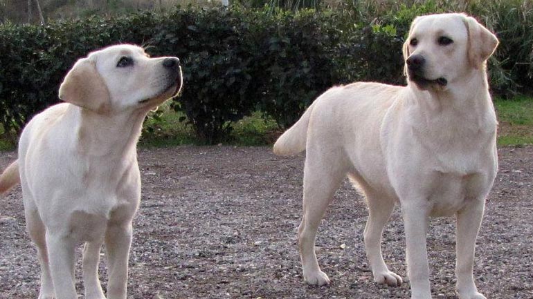 Πορεία με σκυλιά στο κέντρο του Ηρακλείου Κρήτης