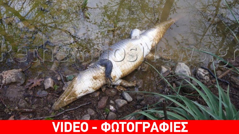 Νεκρός βρέθηκε ο «Σήφης» ο κροκόδειλος στην Κρήτη