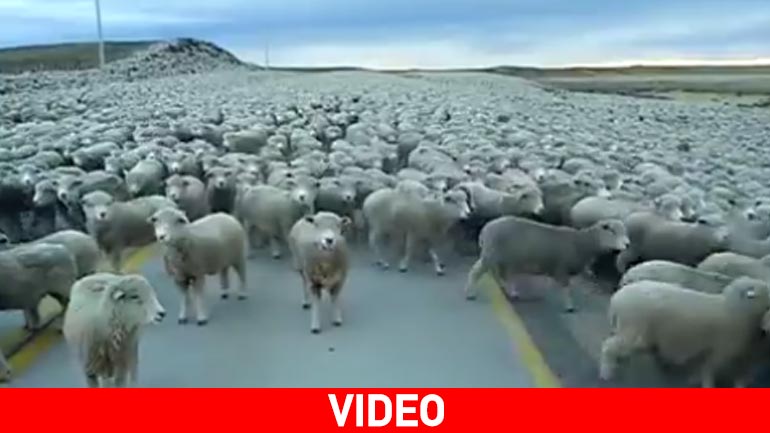 Μετρούσε… προβατάκια!