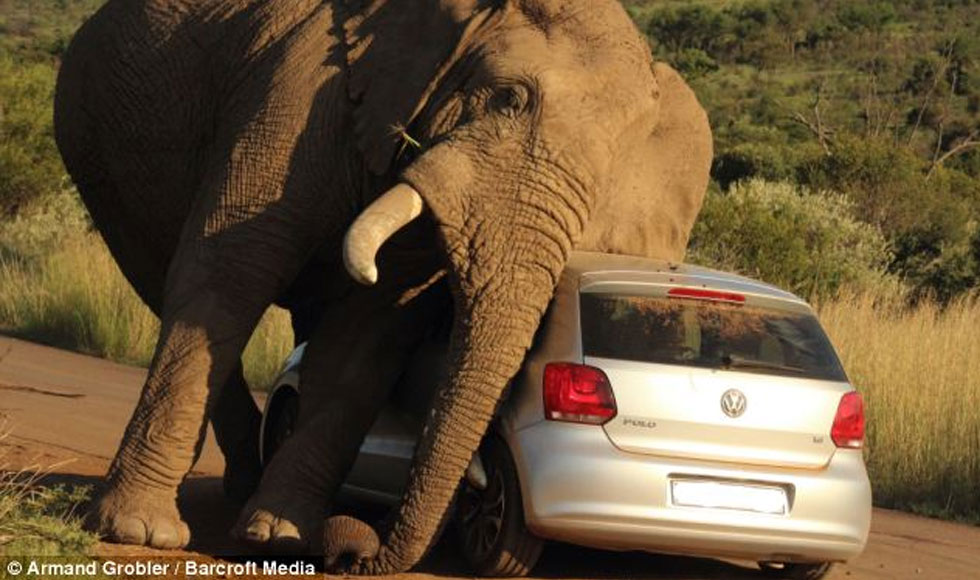 Μαινόμενος… ελέφαντας