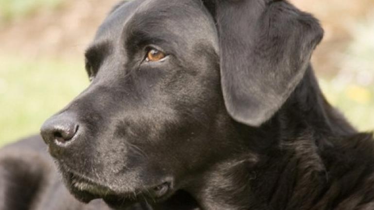 Καταδίκη για ιδιοκτήτρια λαμπραντόρ που επιτέθηκε σε 3χρονο αγόρι και τη μητέρα του