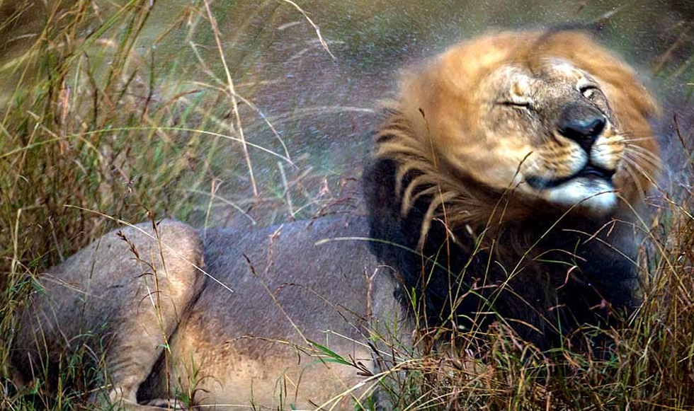 O βασιλιάς της ζούγκλας