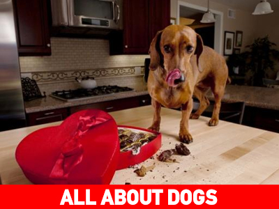 Σοκολάτα και Σκύλοι… Είναι επικίνδυνο;