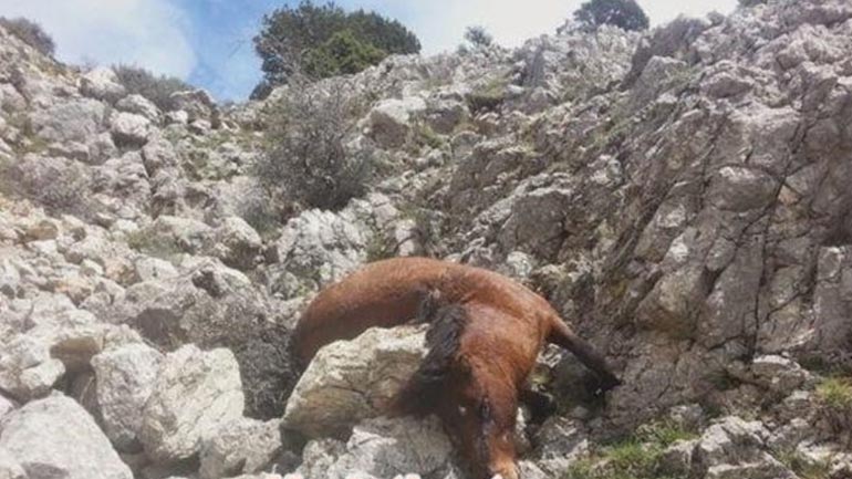 Νεκρά άλογα στο Πάπιγκο