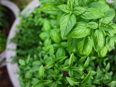 Βασιλικός: ανακουφίζει από κολικούς