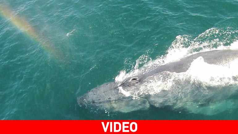 Φάλαινα… δημιουργεί ουράνια τόξα!