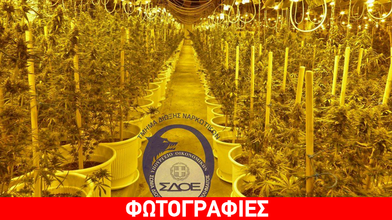 Έφοδος της Δίωξης ναρκωτικών του ΣΔΟΕ έφερε στο φως φυτεία 1.680 δενδρυλλίων κάνναβης