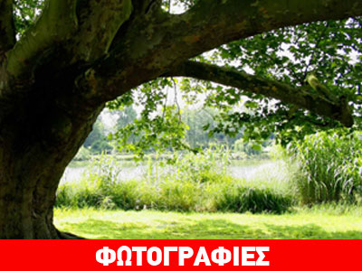 Θεσσαλονίκη: Αιωνόβιες βελανιδιές κινδυνεύουν να γίνουν… καυσόξυλα