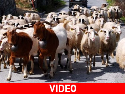 Κτηνοτρόφοι απειλούν να κατεβάσουν τα κοπάδια στη Βουλή