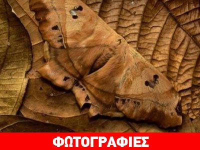 Το απόλυτο φυσικό καμουφλάζ
