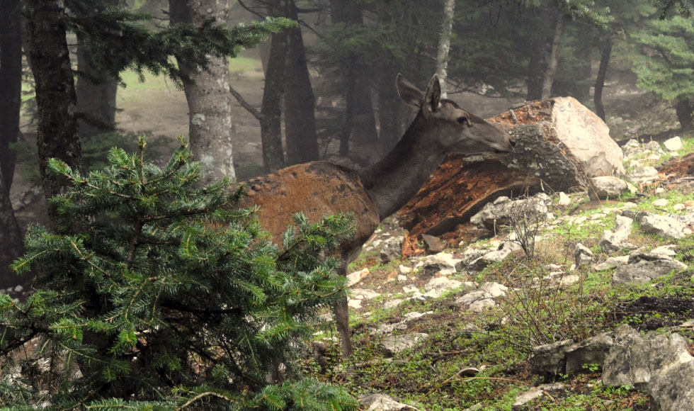 Περίπατος στη φθινοπωρινή Πάρνηθα
