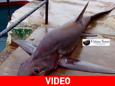 Έπιασαν καρχαριοειδές στην Κεφαλονιά