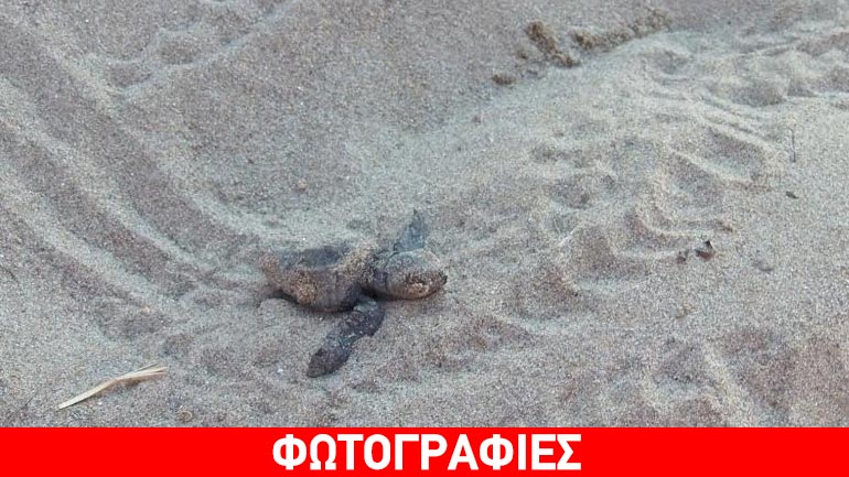 H πρώτη δημόσια εκσκαφή φωλιάς θαλάσσιας χελώνας