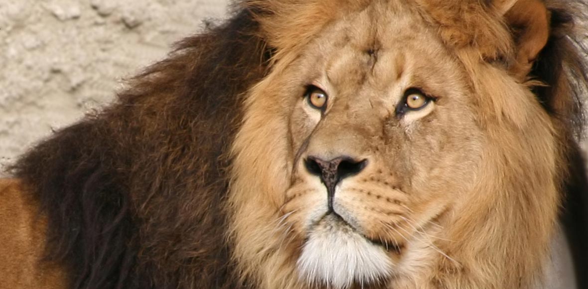 Παγκόσμια κατακραυγή για τον δολοφόνο του Σεσίλ