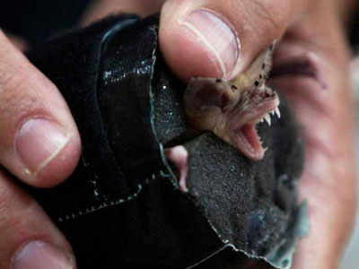 Συναγερμός για δάγκωμα νυχτερίδας σε 60χρονο