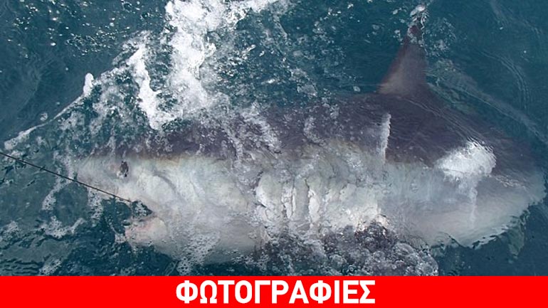 Ψάρεψε καρχαρία 180 κιλών