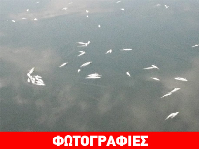 Νεκροταφείο ψαριών η Λίμνη Βιστωνίδα!