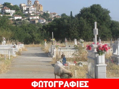 Κοιμητήριο μετατράπηκε σε βοσκοτόπι…