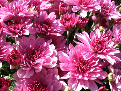 Ο Έλληνας με τα χρυσάνθεμα… Ο Έλληνας με τα χρυσάνθεμα…