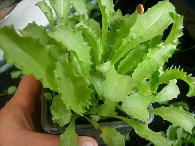 Αντίδι: Ποια είναι τα μυστικά του