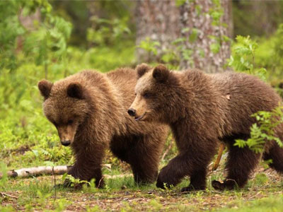 Έξι αρκούδες στο μικροσκόπιο δορυφόρου