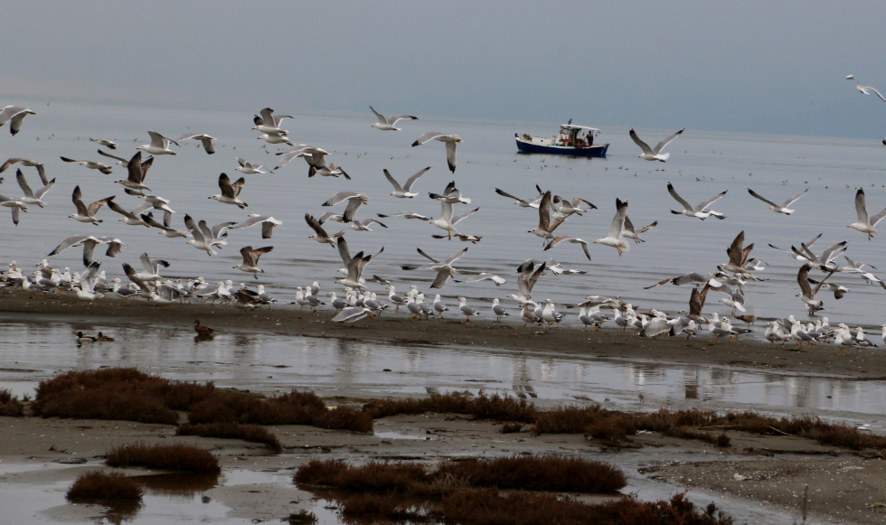 Τα γλαροπούλια του Αργολικού