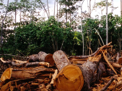 Νέα μέτρα κατά της λαθροϋλοτομίας