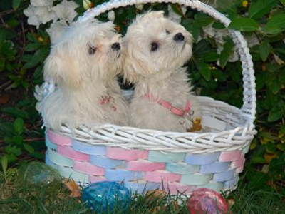 Τα κατοικίδια προστατεύουν την καρδιά του αφεντικού