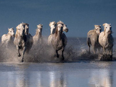 Βουλή: 111 τόνοι κρέας αλόγου στην Ελλάδα