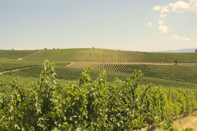 Αμπελώνες στο προσήλιο