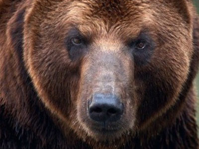 Περίπου 500 αρκούδες ζουν στην Ελλάδα