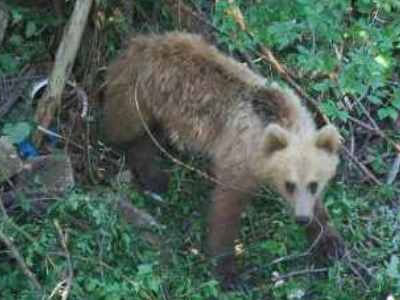 Απεγκλώβισαν μικρή αρκούδα στην Καλαμπάκα