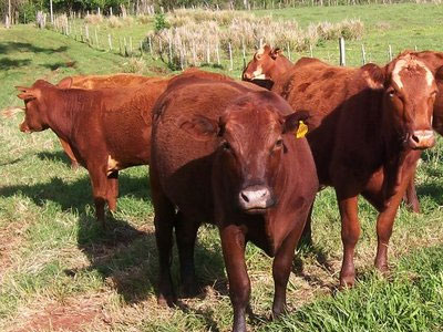 Κόκκινος συναγερμός για τον ιό Σμάλενμπεργκ