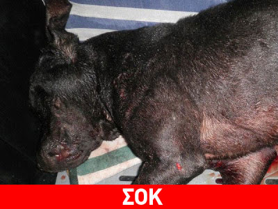 Φωτογραφίες – σοκ με τα σκυλιά που συμμετείχαν στις κυνομαχίες