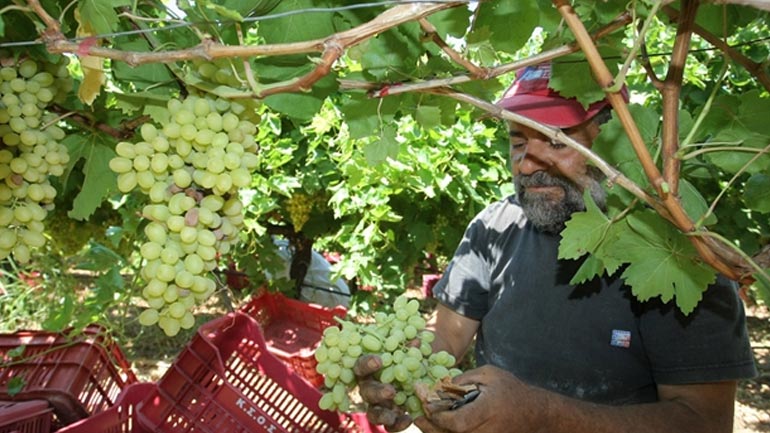 Η καταιγίδα αποτέλειωσε σταφύλια και αμπελουργούς!