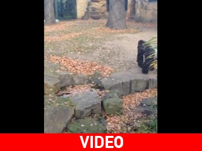 Γορίλας πετάει πέτρες σε επισκέπτες ζωολογικού κήπου