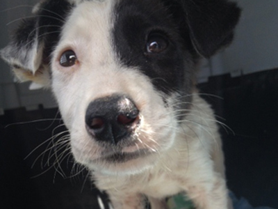 Η μικρή Λυδία ψάχνει σπίτι