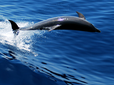 Δελφίνι, δελφινάκι πάμε πιο γρήγορα…