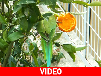 Οι παπαγάλοι της Κηφισιάς